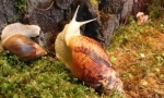 Domáce mollusk - snail ahather