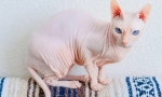 Don sphinx - cat breed