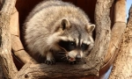 Popis a životný štýl raccoon