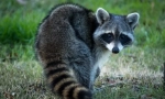 Raccoon stroskun (foto): curious animal fidget
