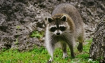 Raccoon lesk
