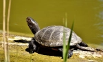 Európska marsh turtle: popis a životný štýl