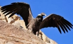 Kde žije condor?