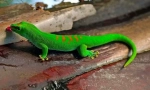 Gecko (foto): jašterica s fantastickými schopnosťami