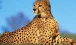 Cheetah