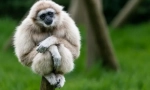 Gibbon bellorus