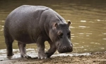Hippopotamus