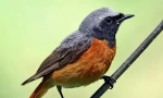 Redstart