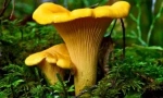 Huby chanterelles z parazitov