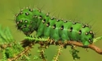 Caterpillars v prírode a domov