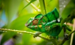 Chameleon (foto): skutočný sprisahanie svetového sveta