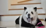 Hit čína: chow-chow panda