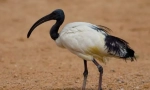 Ibis posvätný