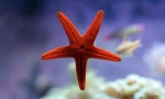 Echinoderms