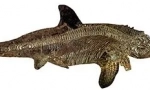 Ichthyosaur