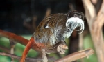Imperial tamarin