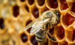 Zaujímavé o včely
