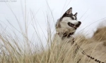 Zaujímavé fakty o husky