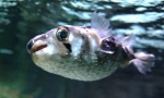 Zaujímavé fakty o rybách fugu
