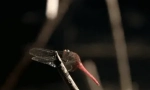 Zaujímavé fakty o dragonfly