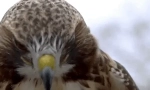 Zaujímavé fakty o hawk