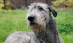 Írsky wolfhound