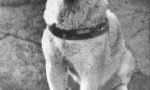 História hachiko - najviac venovaný vo svete psa (7 fotografií)