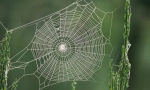 Čo si pavúk skrýva svoj web?