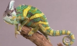 Jemeni chameleon