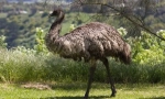Emu
