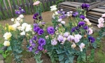 Eustoma
