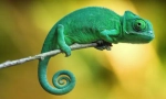 Ako chameleon mení farbu?