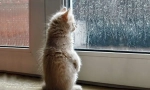 Ako mačka predpovedá počasie