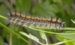 Ako žijú caterpillar caterpants?