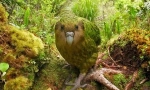 Kakapo: good-natured parrot, podobne ako ol (9 fotografií)