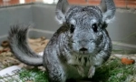 Aké byliny môžu mať chinchillas, a to, čo nemôžete