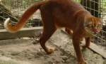 Kalimantanian cat: zriedkavé zviera z ostrova borneo