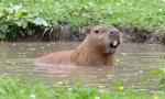Capybara: hlodavec, ktorého pomenované ryby