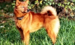 Kareliansko-fínsky husky (foto): pôvabný a deft lovec