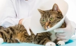 Kastrácia a sterilizácia: príslušná pooperačná starostlivosť o mačku alebo mačku