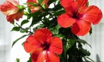 Čínska ruža (hibiscus)
