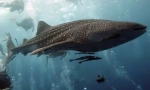 Veľrybé žraloky - najväčšie na svete (15 fotografií)