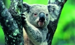 Koala: letný medveď z austrálie (animal photo)