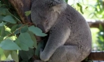 Koala: austrálsky lenivý medveď (16 fotografií)