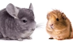 Kto je lepšie začať - chinchilla alebo morča
