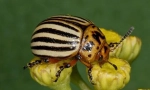 Colorado beetle