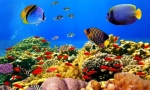 Coral reefs a ich obyvatelia