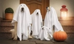 Kostým pre psa na halloween to urobte sám - nápady na fotografii