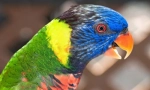 Krásne a chytré papagáje