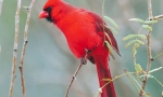 Červený kardinál